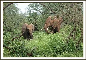034 Zuzura et Siangiki