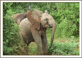 042 Mundusi