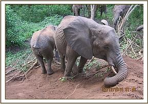013 Murera