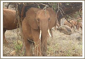 010 Nelion