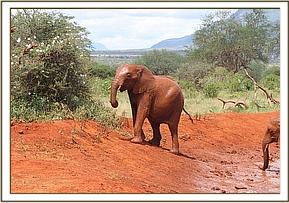 025 Araba