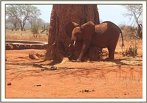 031 Suswa