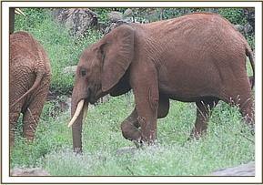 018 Nduvu