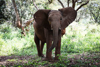 Kiombo 7