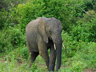 limalima 110320