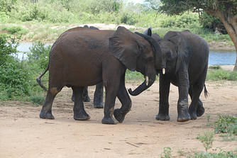 wanjala tusuja 230320